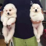 狗
