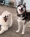 狗