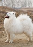 狗