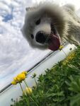 狗