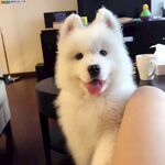 狗