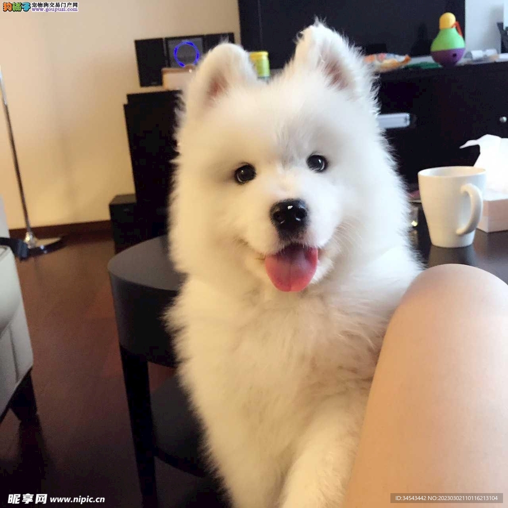 狗
