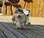 狗