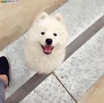 狗