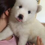 狗