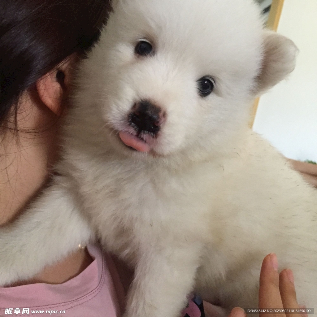狗