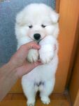 狗