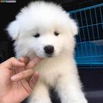 狗