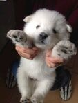 狗