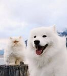 狗