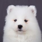 狗