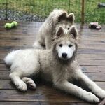 狗