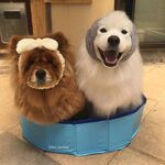 狗