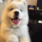 狗