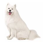 狗