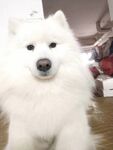 狗