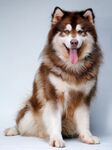 狗