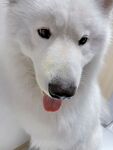 狗