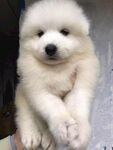 狗