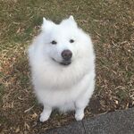 狗