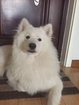 狗