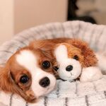 狗