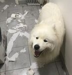 狗