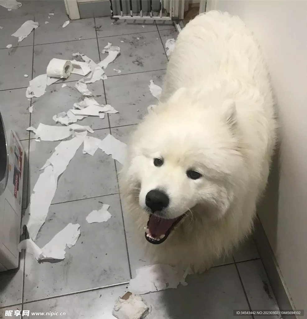 狗