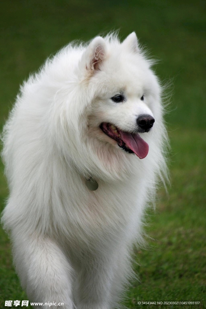 狗