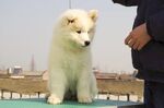 狗