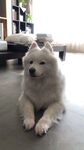 狗
