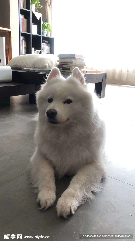 狗