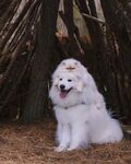 狗