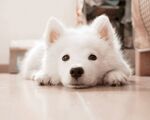 狗