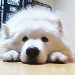 狗
