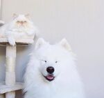 狗