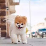 狗