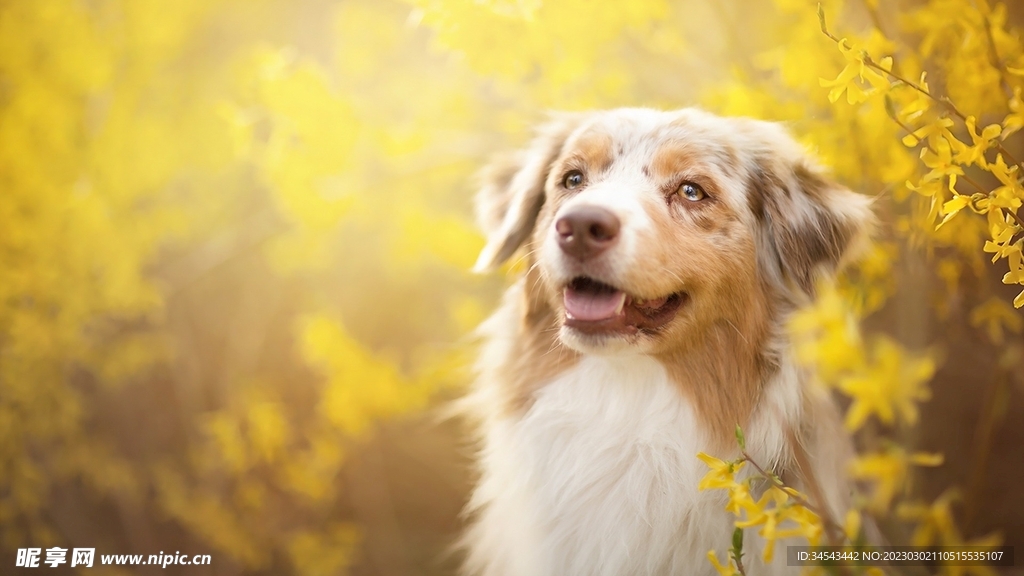 狗