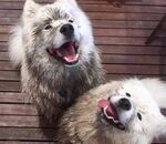 狗