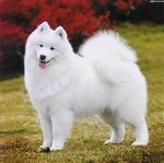 狗