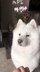 狗