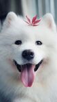 狗