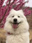 狗