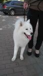 狗