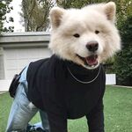狗