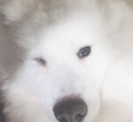 狗