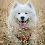 狗