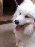 狗
