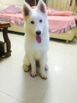 狗