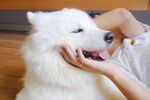 狗